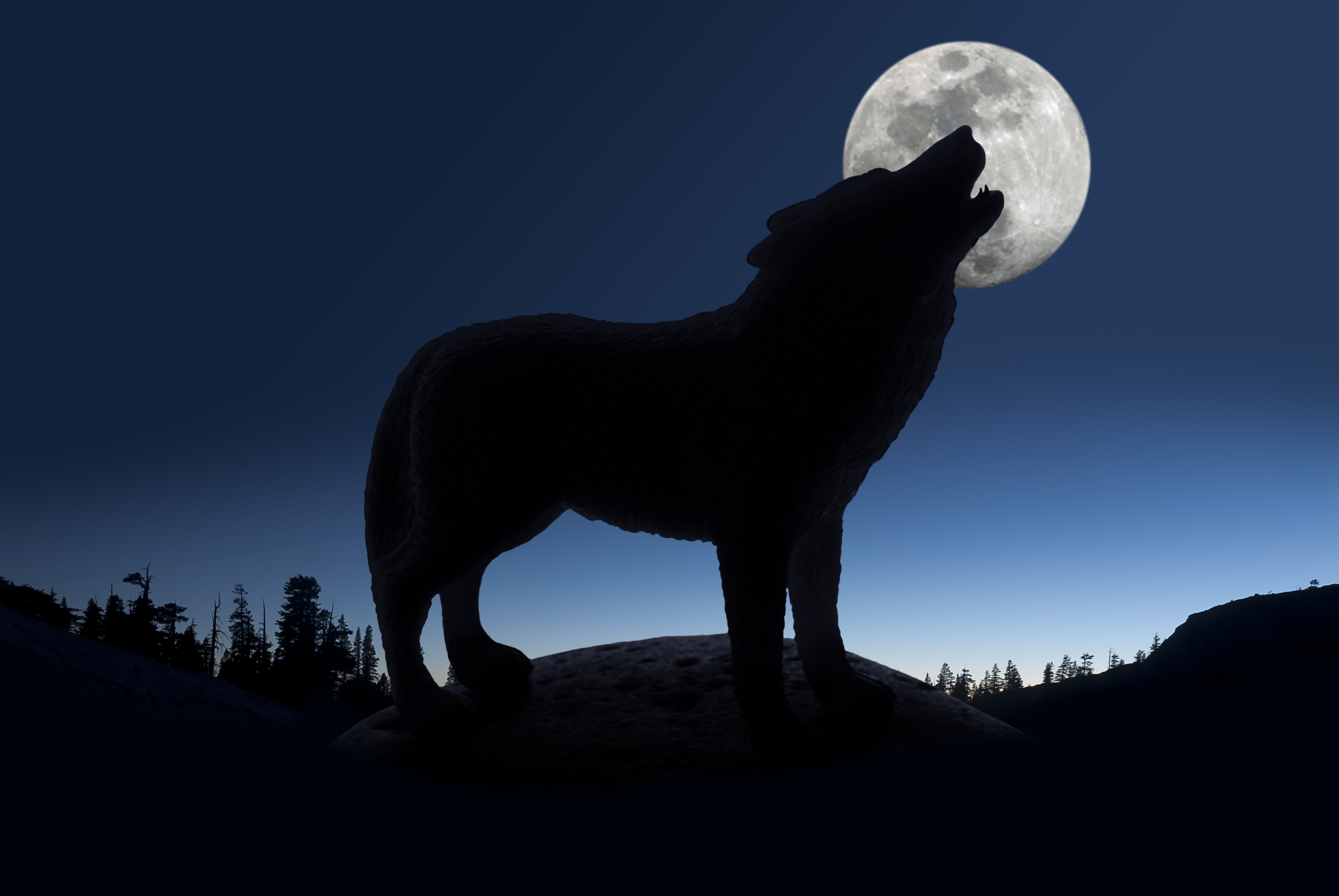 wolf